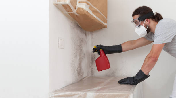 Professional Basement Mold Remediation technician working in Myakka City, FL